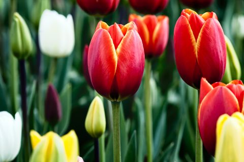 cultivar tulipes