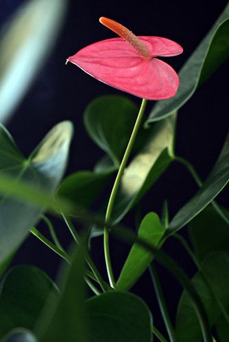 anthurium plant