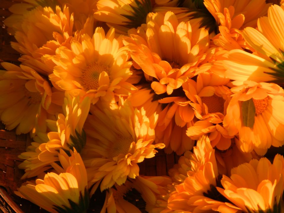 calendula