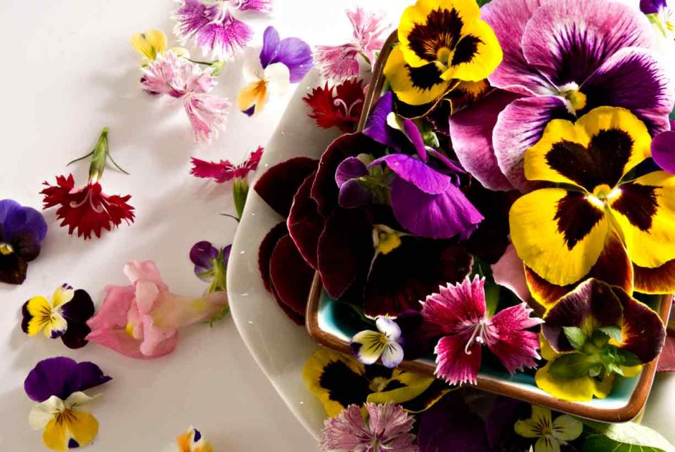 Edible Flowers