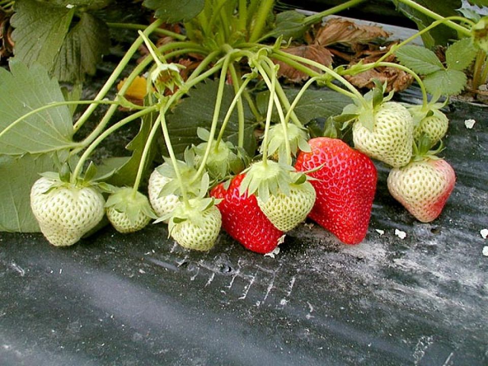 huerto urbano fresas