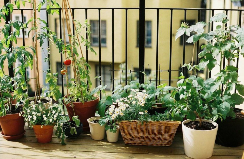 Huerto urbano en la terraza  El huerto urbano :: El huerto en casa