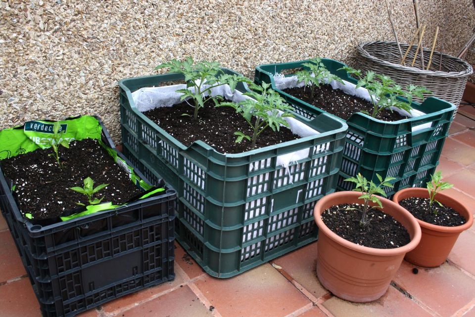 Cómo hacer un huerto urbano en tu terraza o jardín