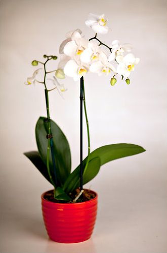 moth orchid plant