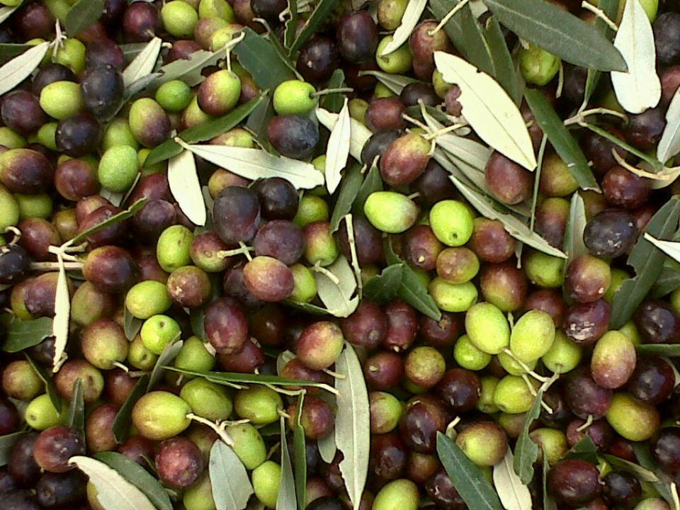 Olives