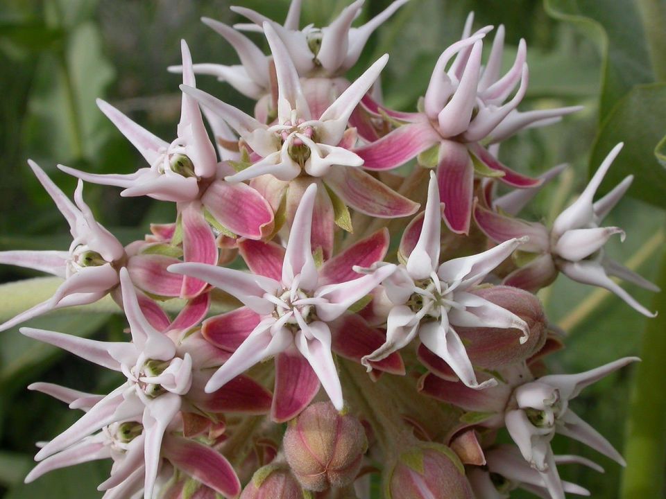 showy milkweed