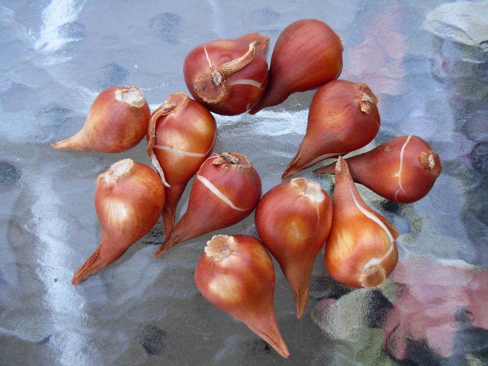 tulipa bulbs