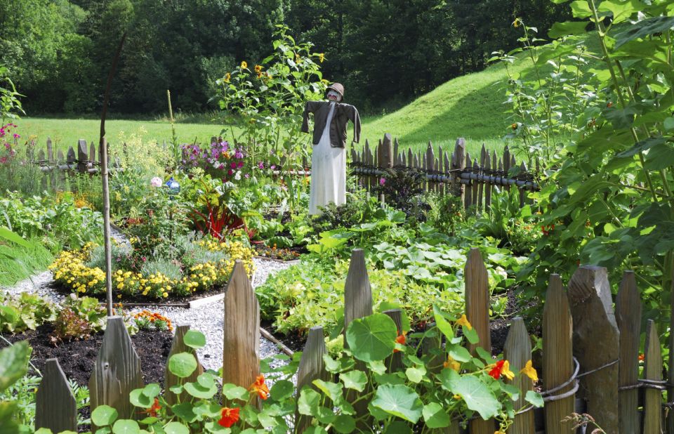 vegetable garden