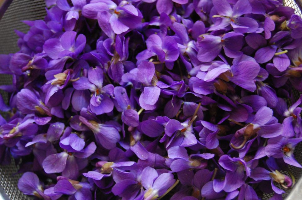 viola odorata petals